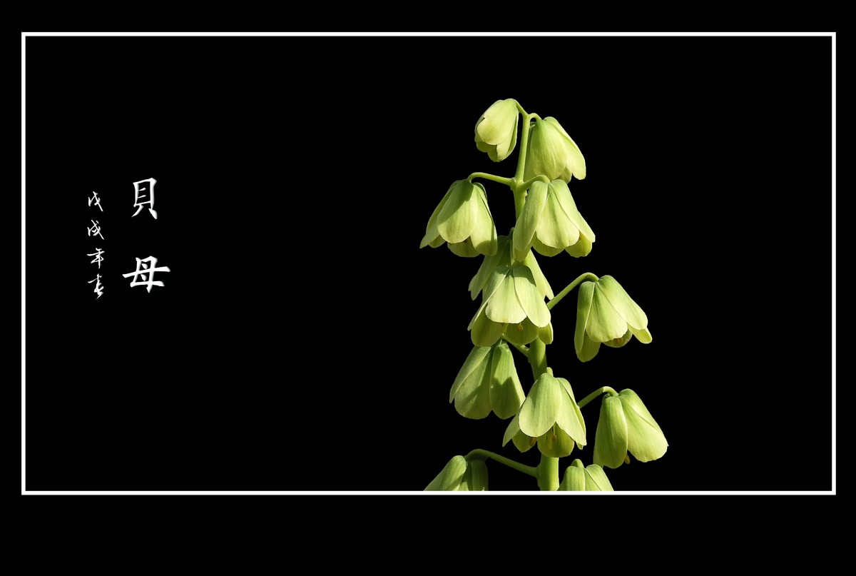 形形色色的贝母花