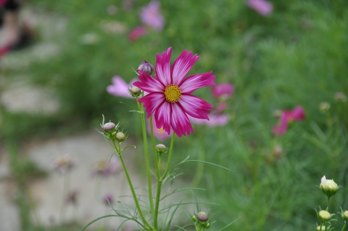 第一次用D5000拍摄，欢迎大家指点