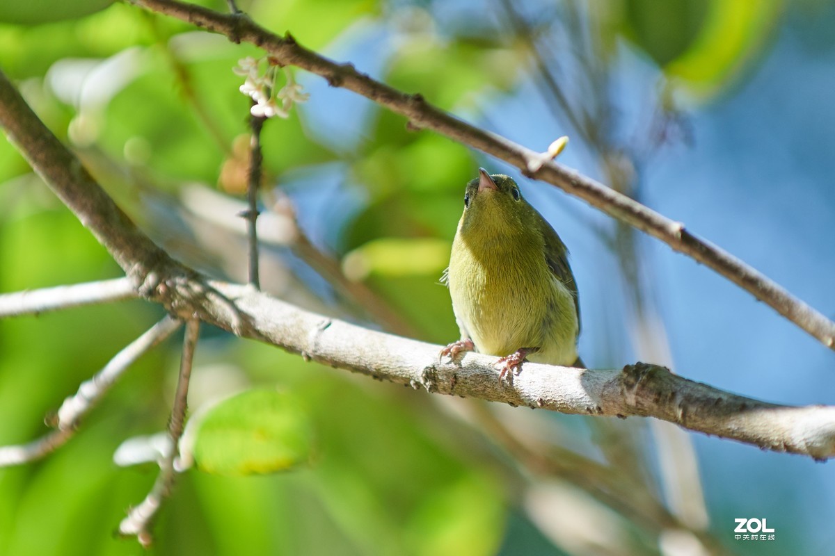 继续不务正业之 850+105E 打鸟