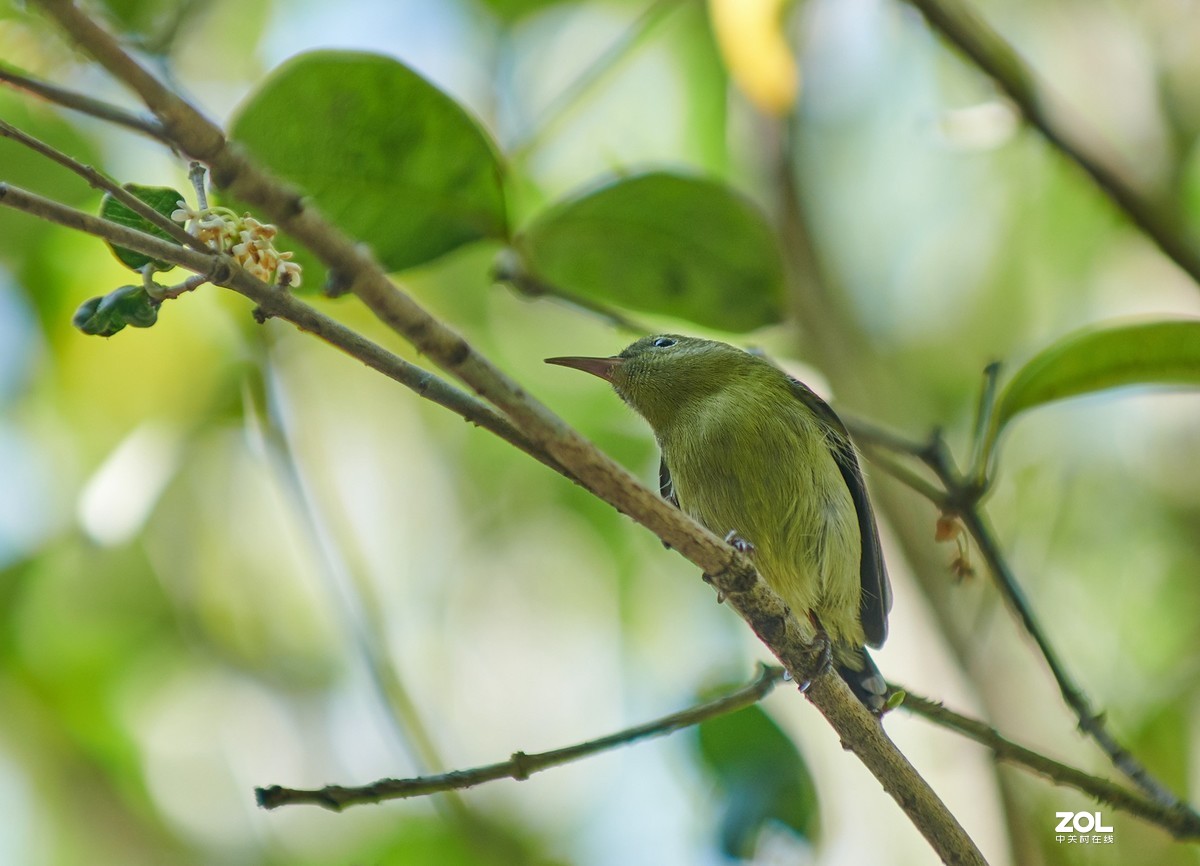 继续不务正业之 850+105E 打鸟