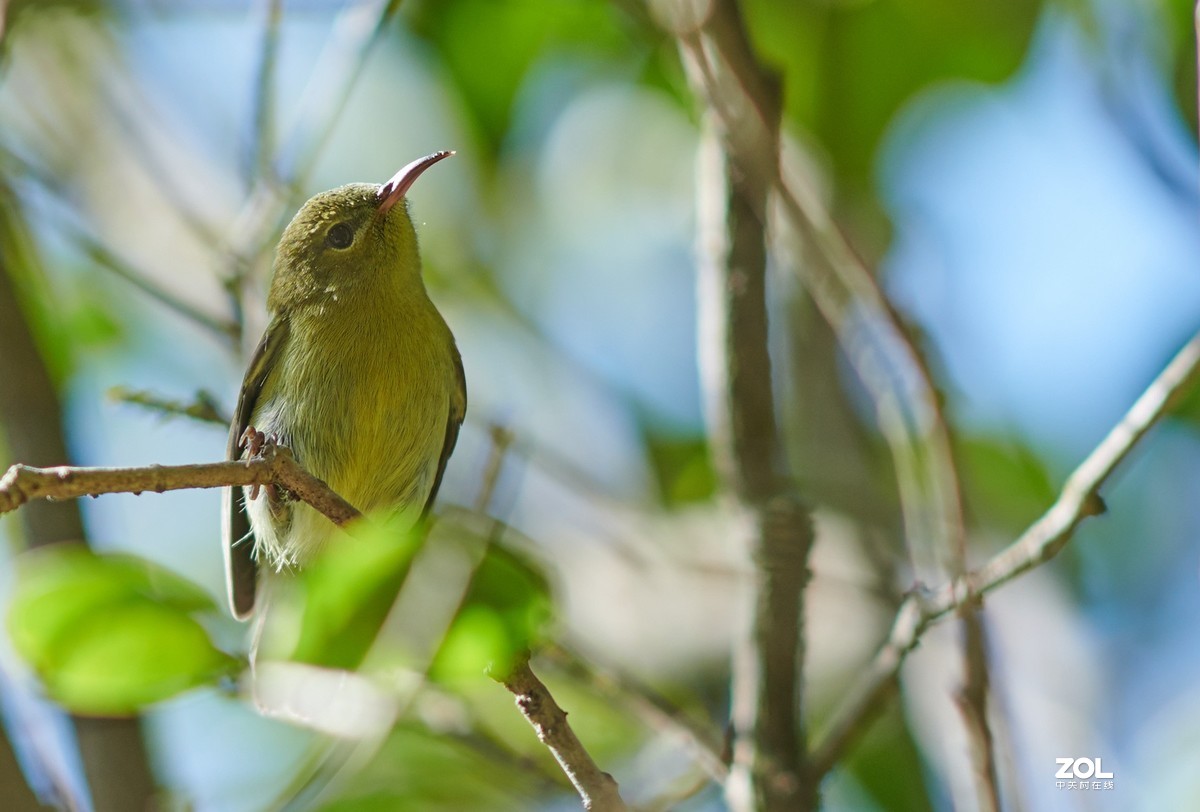 继续不务正业之 850+105E 打鸟