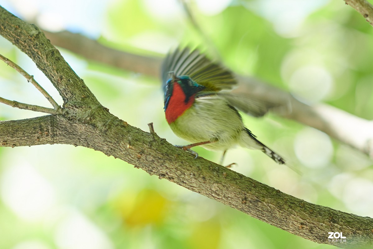 继续不务正业之 850+105E 打鸟