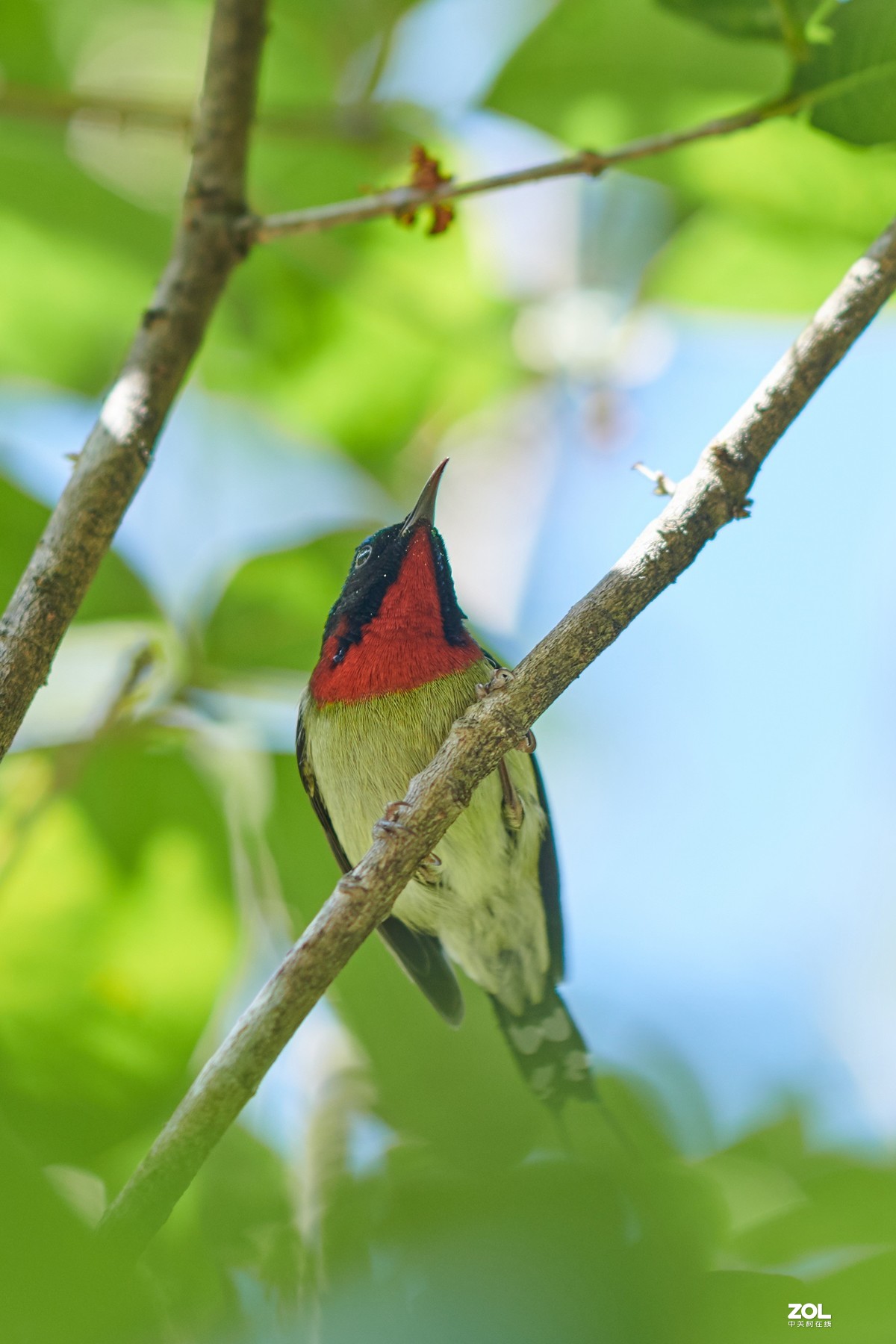 继续不务正业之 850+105E 打鸟