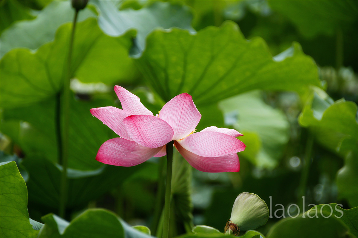 适马18-200雨后拍荷(一）