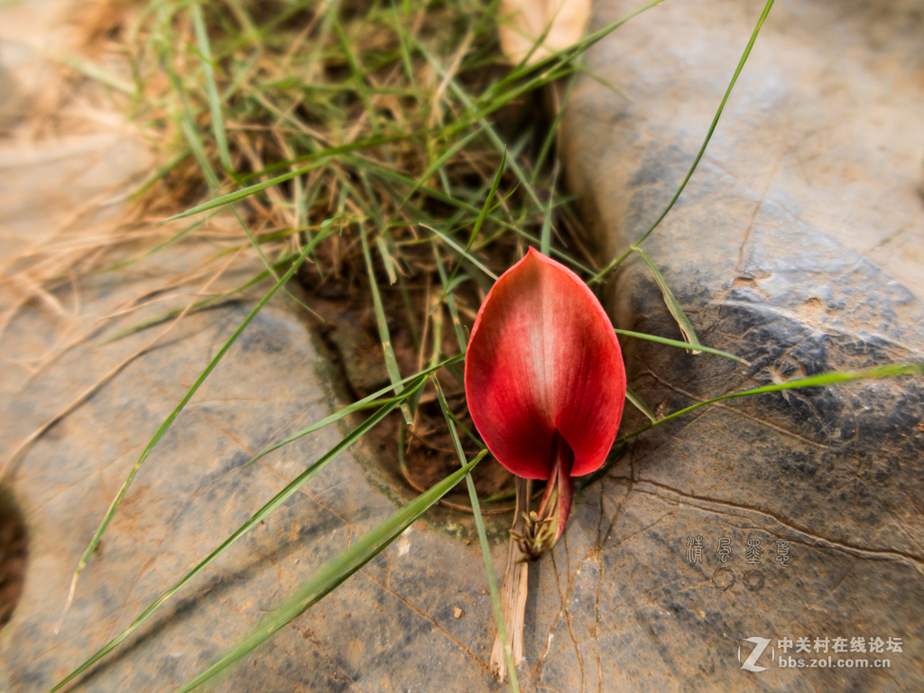 光影，山石、植物的肌理