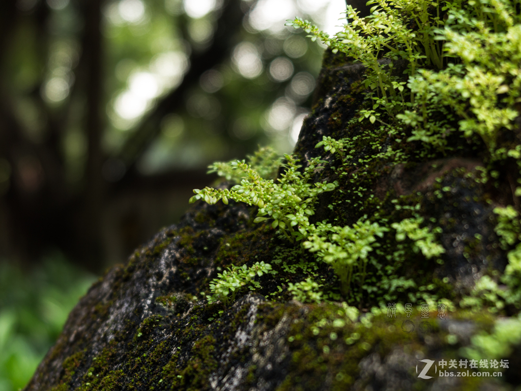 光影，山石、植物的肌理