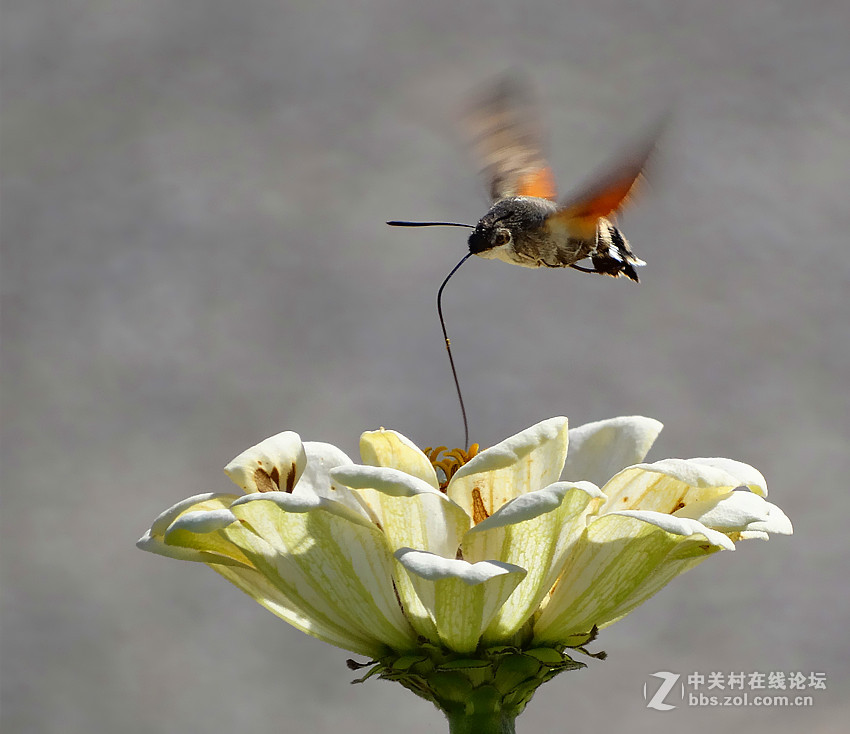 蜂鳥鷹蛾