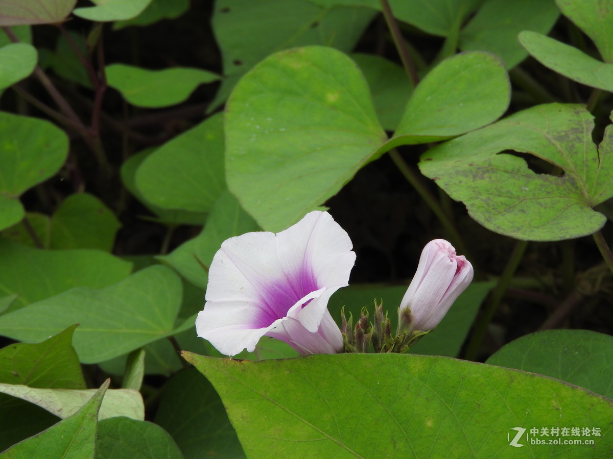 红苕开花你见过没