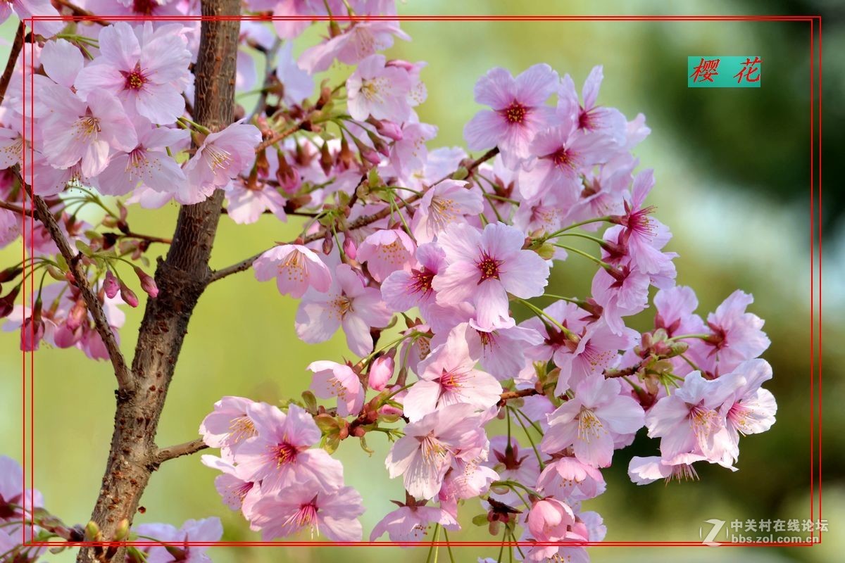 花开——玉渊潭（二）