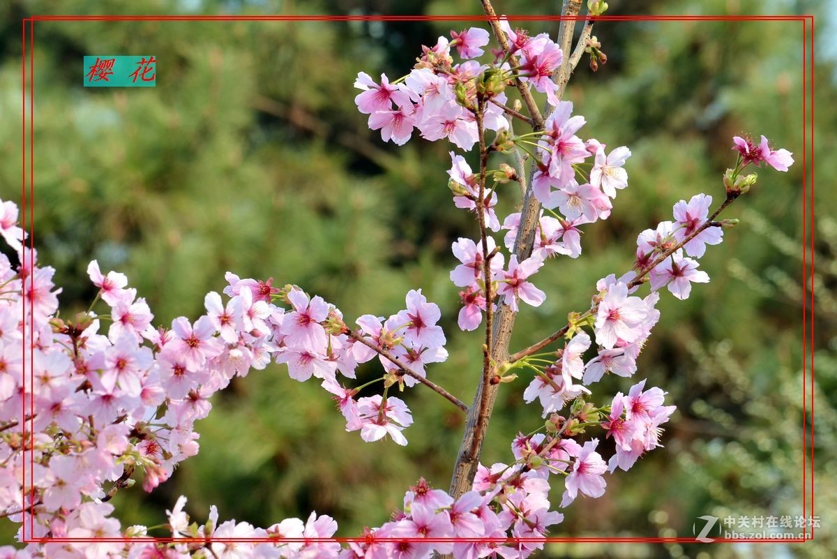 花开——玉渊潭（二）