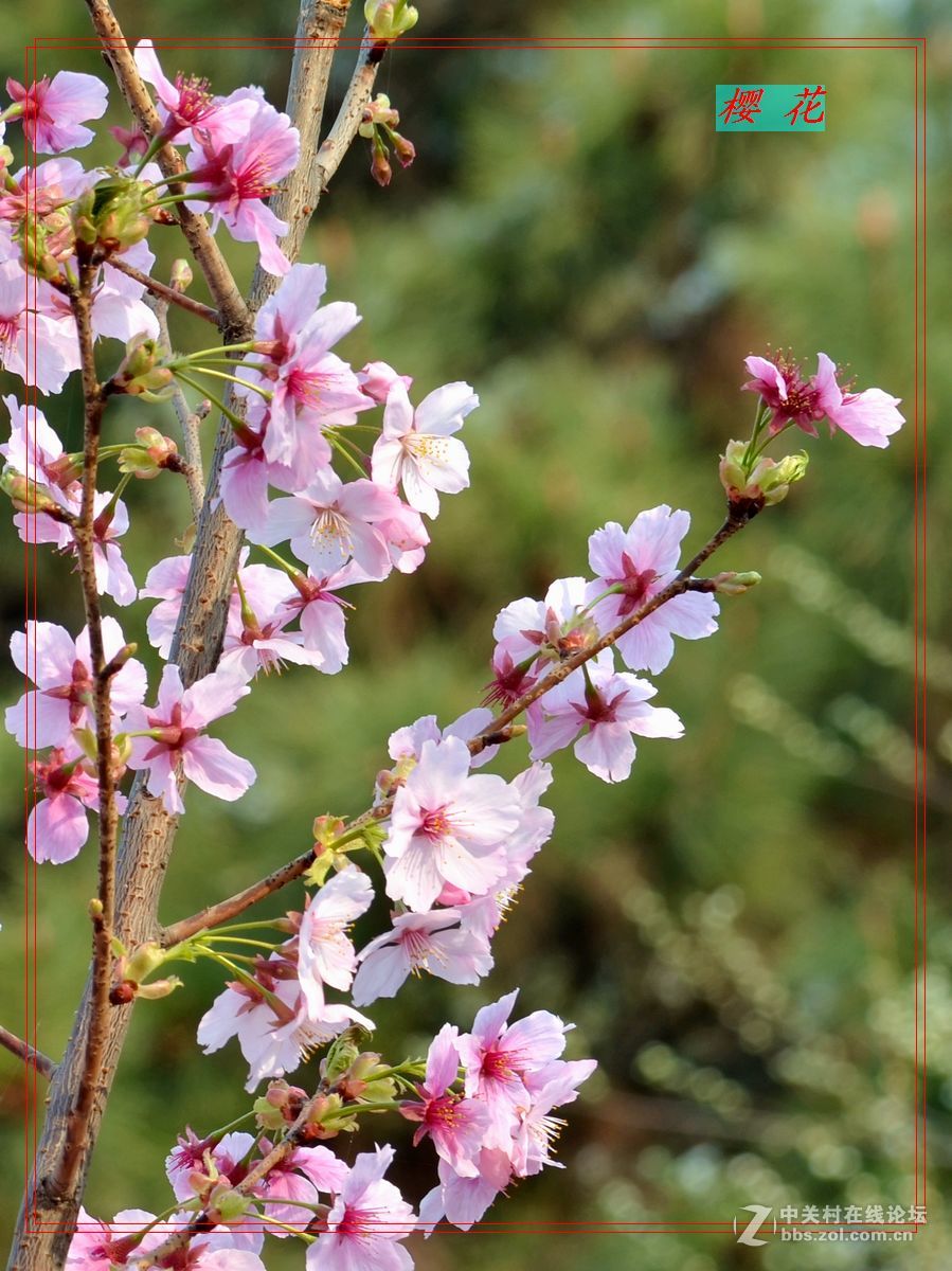 花开——玉渊潭（二）