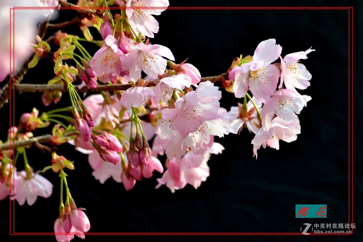 花开——玉渊潭（二）