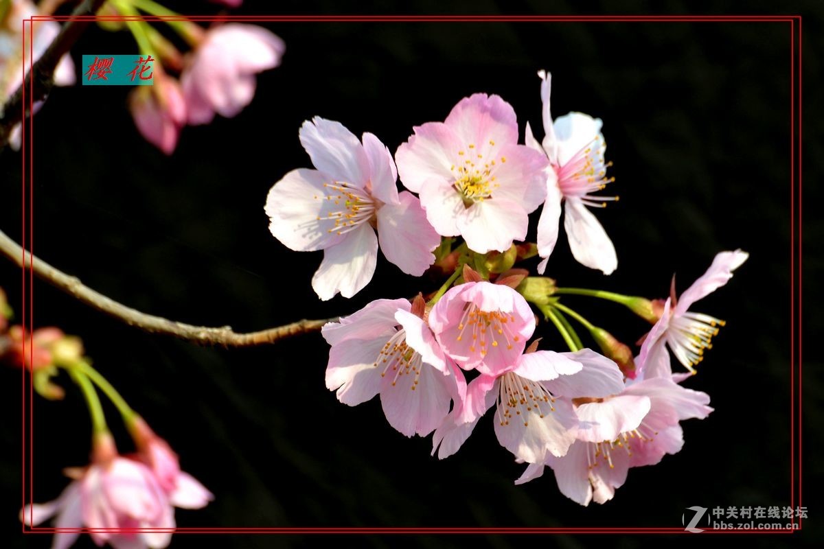 花开——玉渊潭（二）