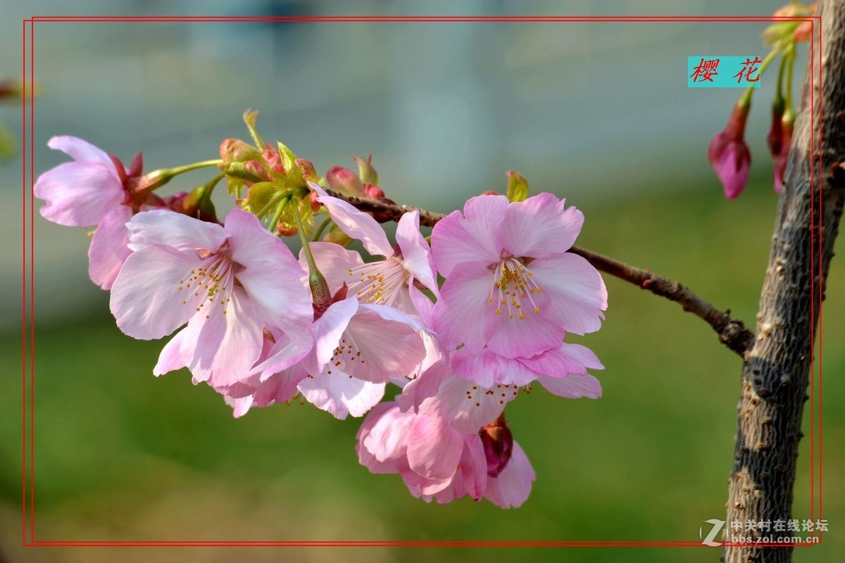 花开——玉渊潭（二）