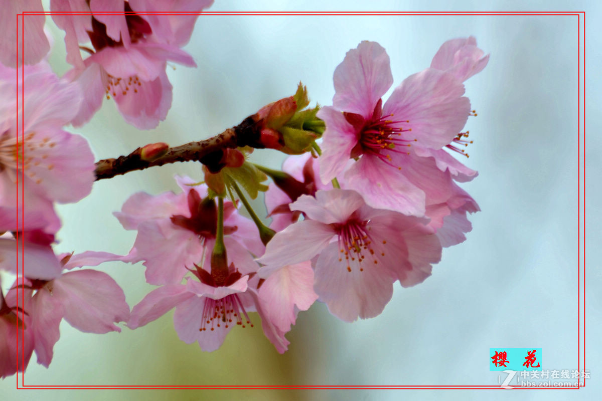 花开——玉渊潭（二）