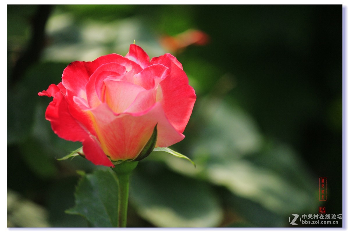 #五一随手拍活动#+月季花吐芳