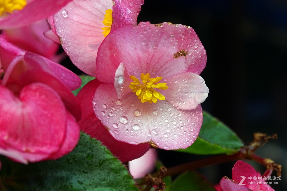 随拍花骨朵之6海棠花