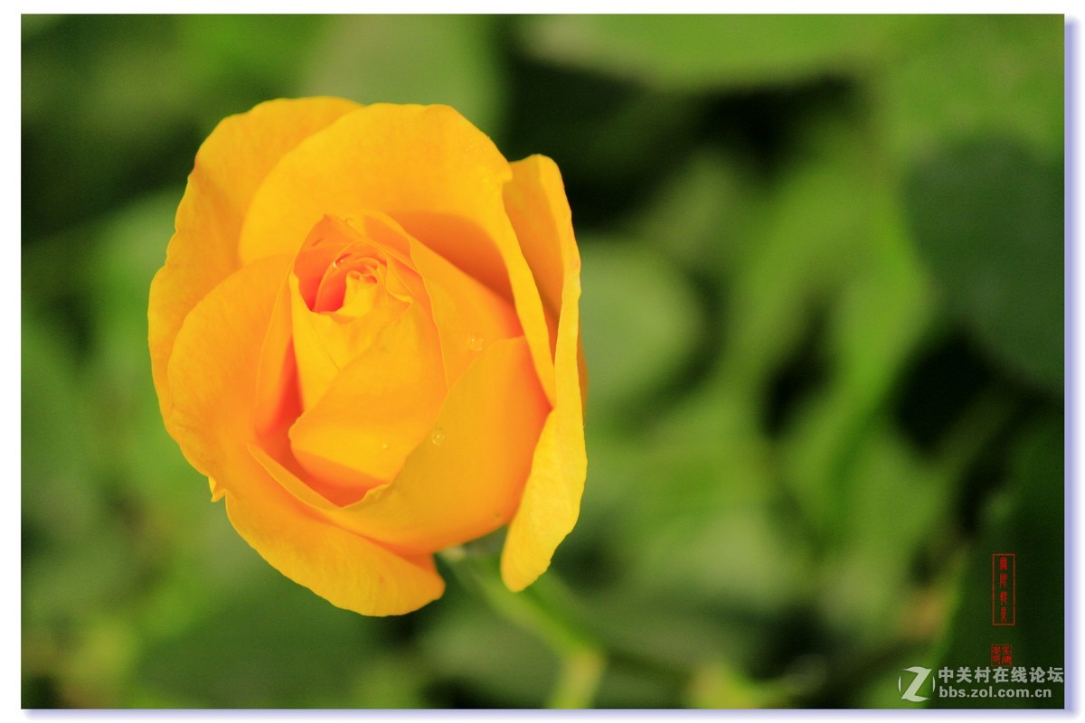 #五一随手拍活动#+月季花吐芳