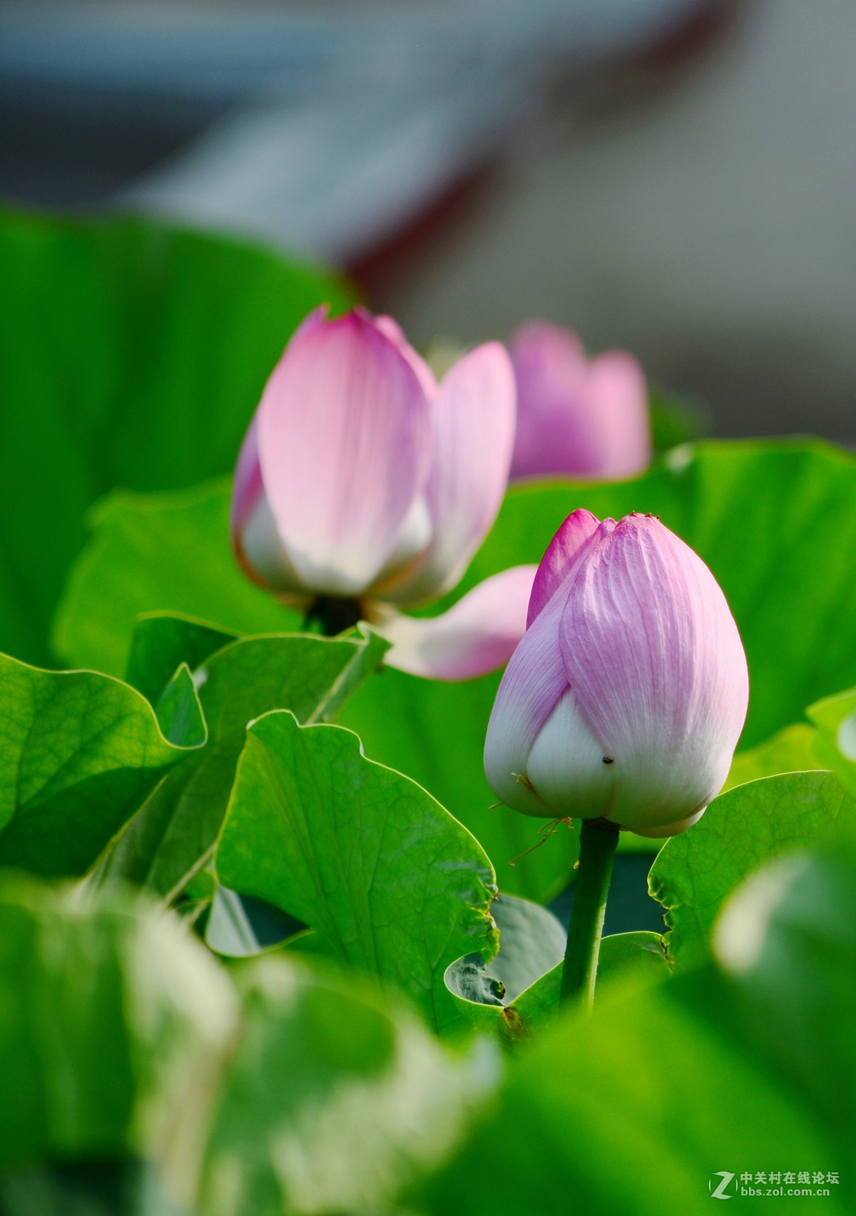 石家庄平安公园拍荷花