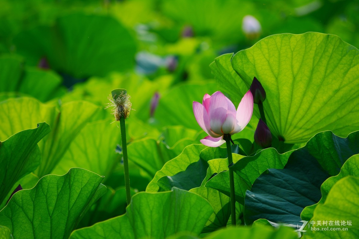 石家庄平安公园拍荷花