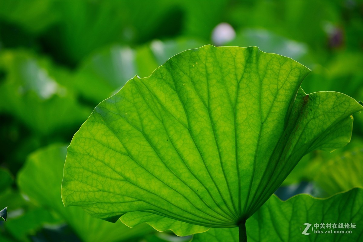 石家庄平安公园拍荷花