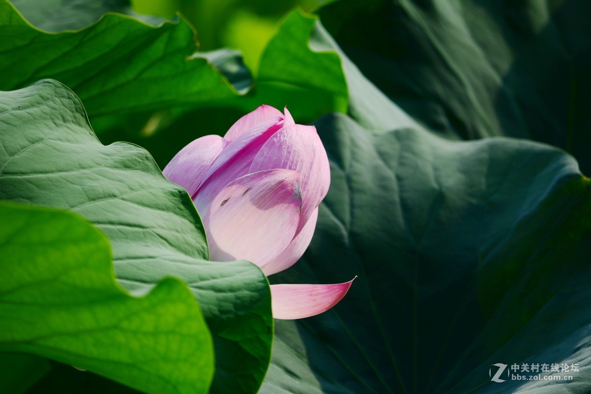 石家庄平安公园拍荷花