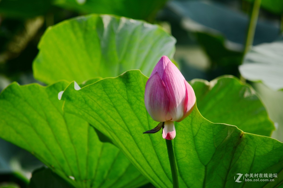 石家庄平安公园拍荷花