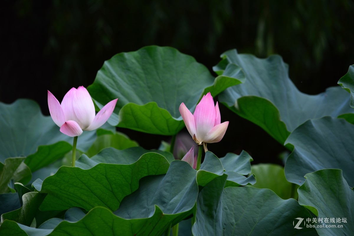 石家庄平安公园拍荷花