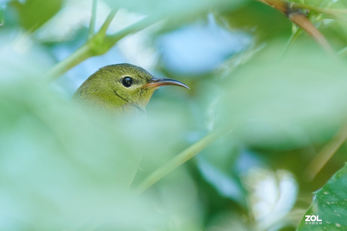 继续不务正业之 850+105E 打鸟