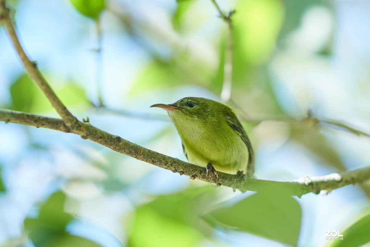 继续不务正业之 850+105E 打鸟