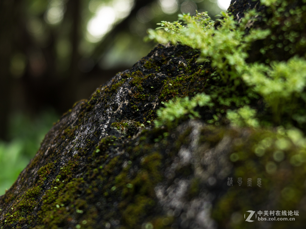 光影，山石、植物的肌理