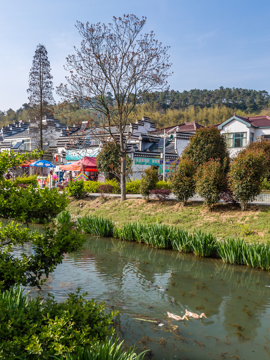 美丽乡村石塘竹海石塘村二