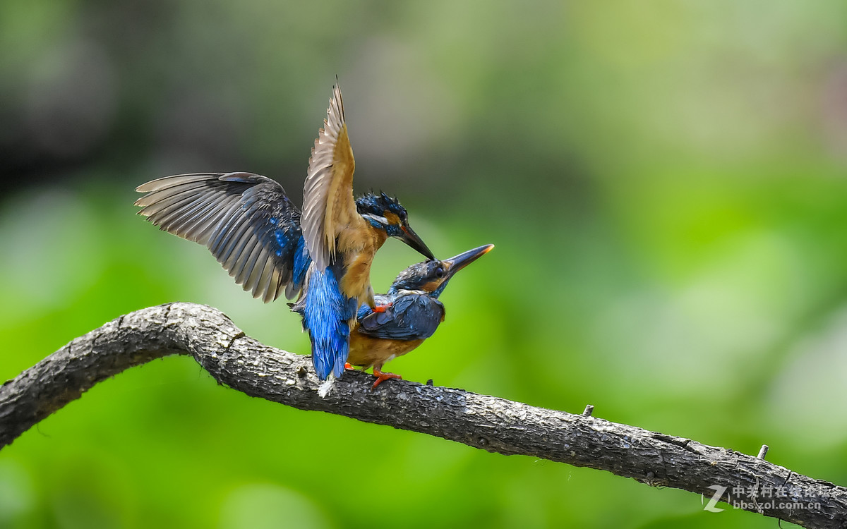 翠鸟交尾