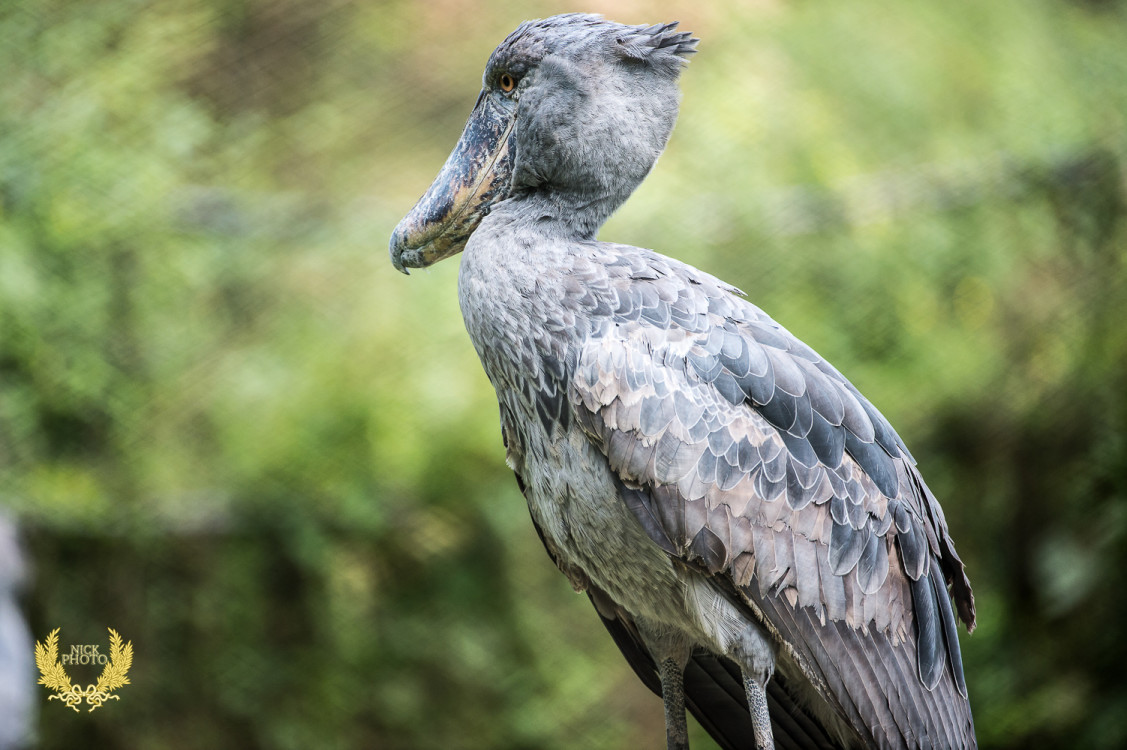 非洲之珠乌干达之珍稀鸟类鲸头鹳