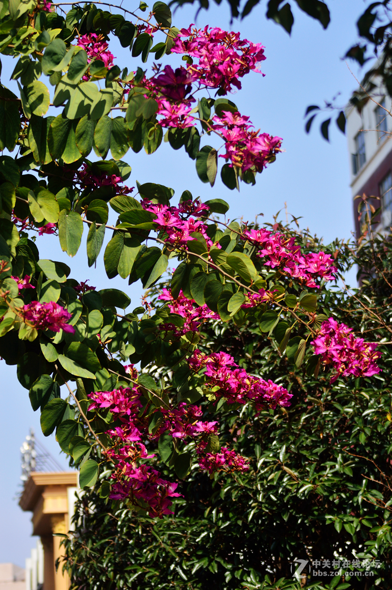 玉环海岛盛开紫荆花