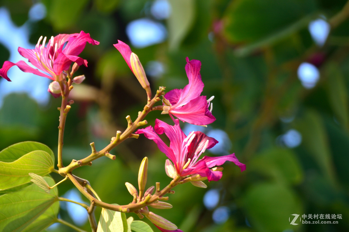 玉环海岛盛开紫荆花