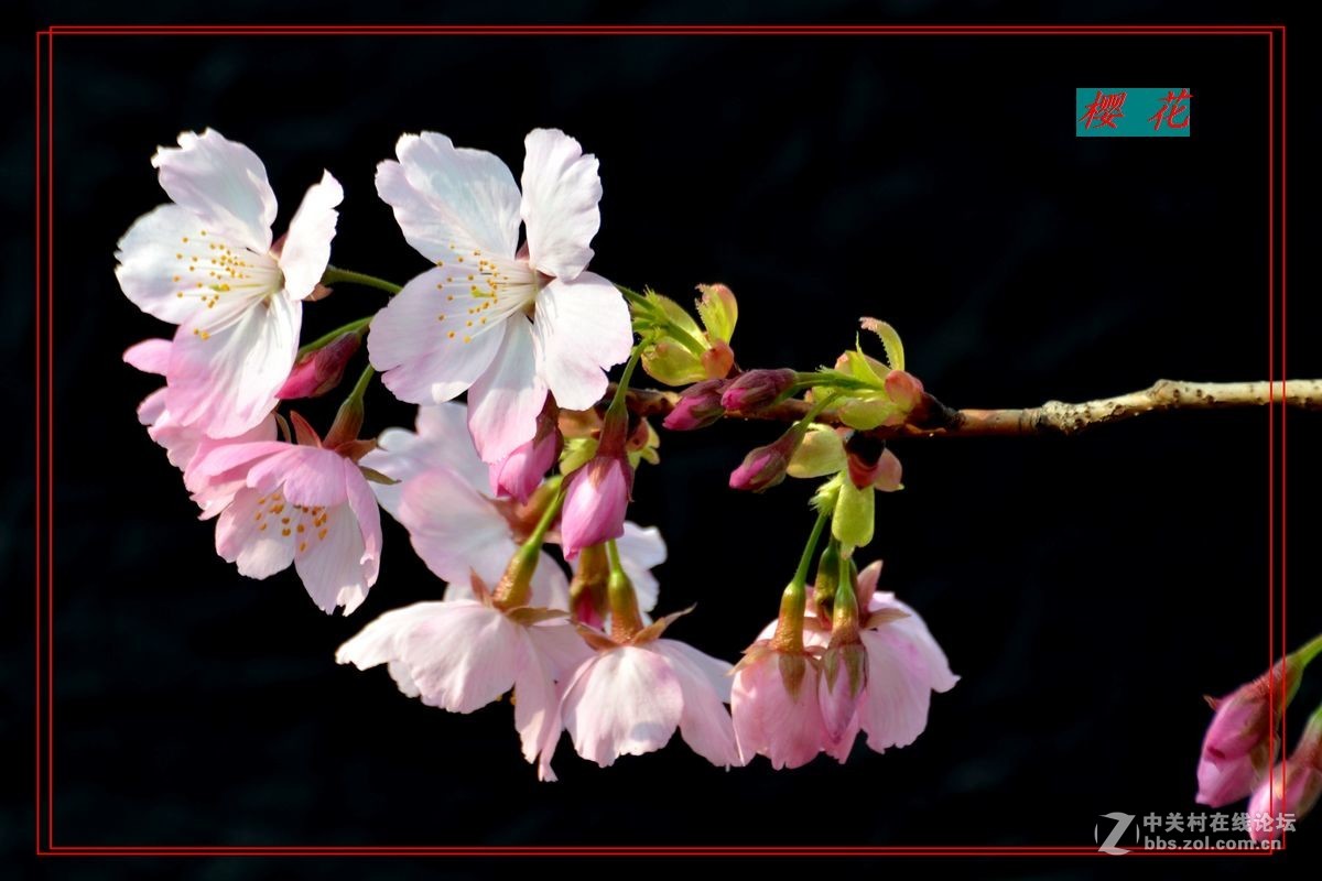 花开——玉渊潭（二）