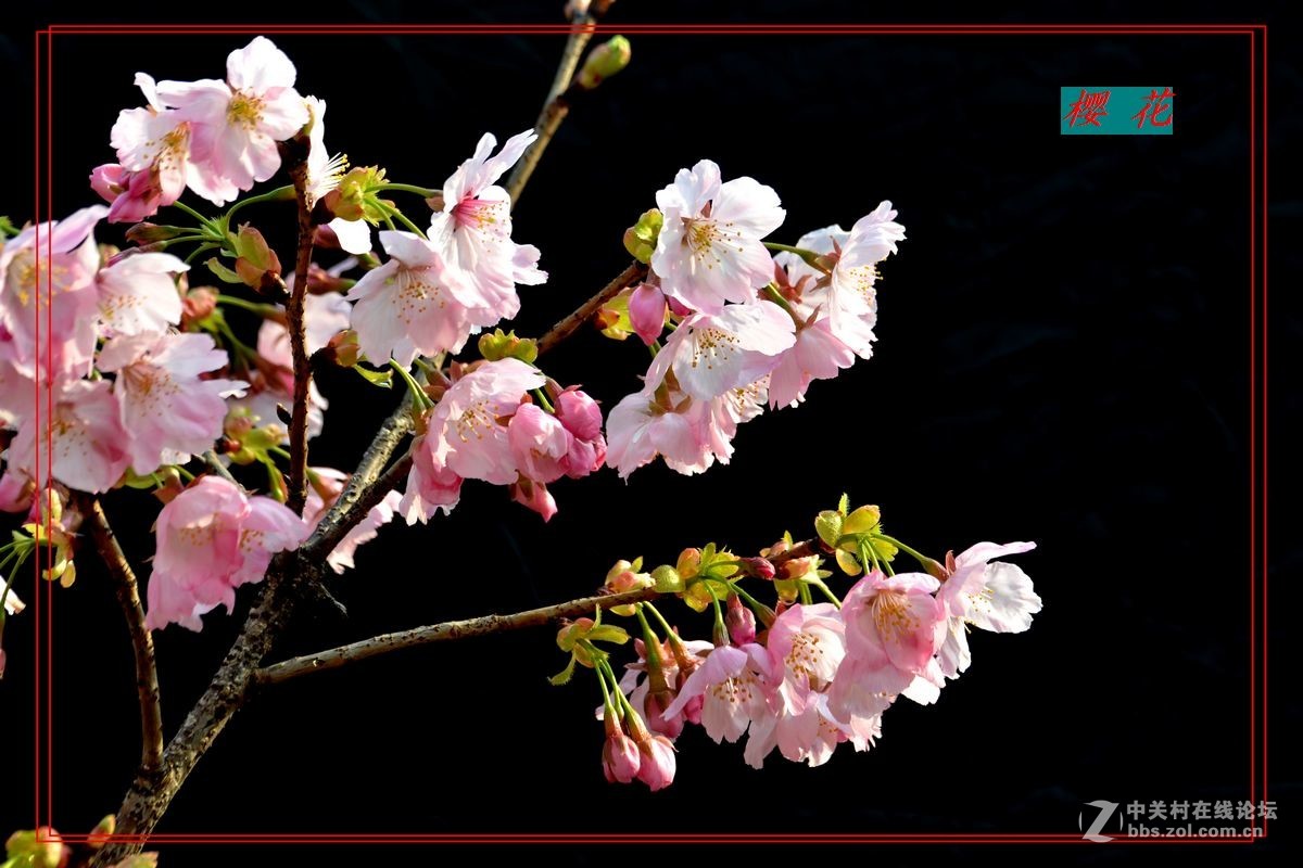 花开——玉渊潭（二）