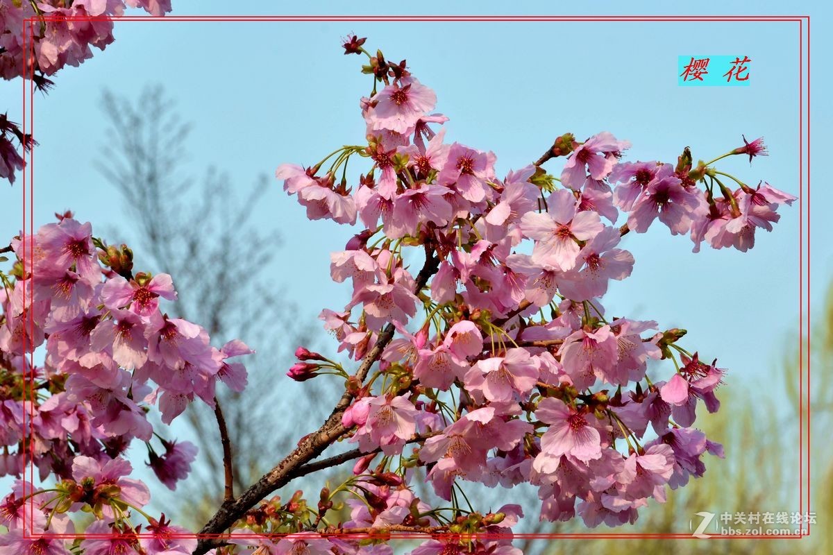 花开——玉渊潭（二）