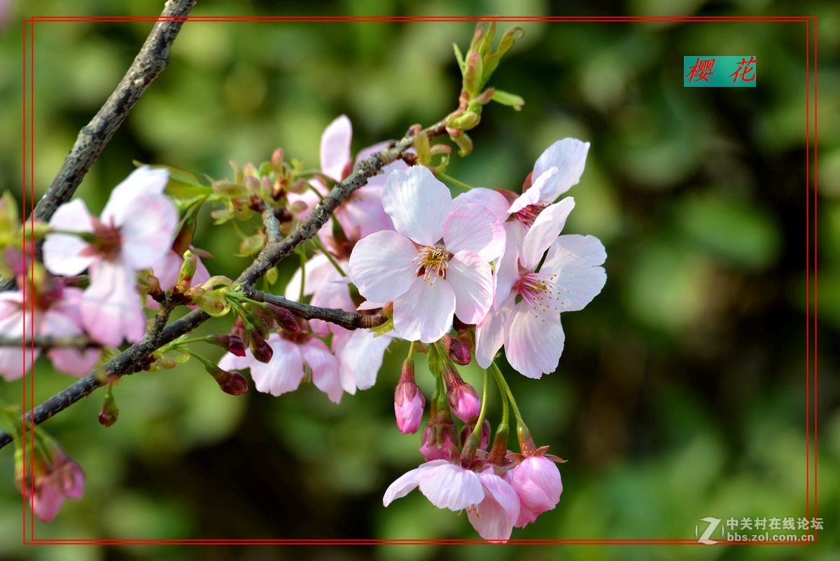 花开——玉渊潭（二）