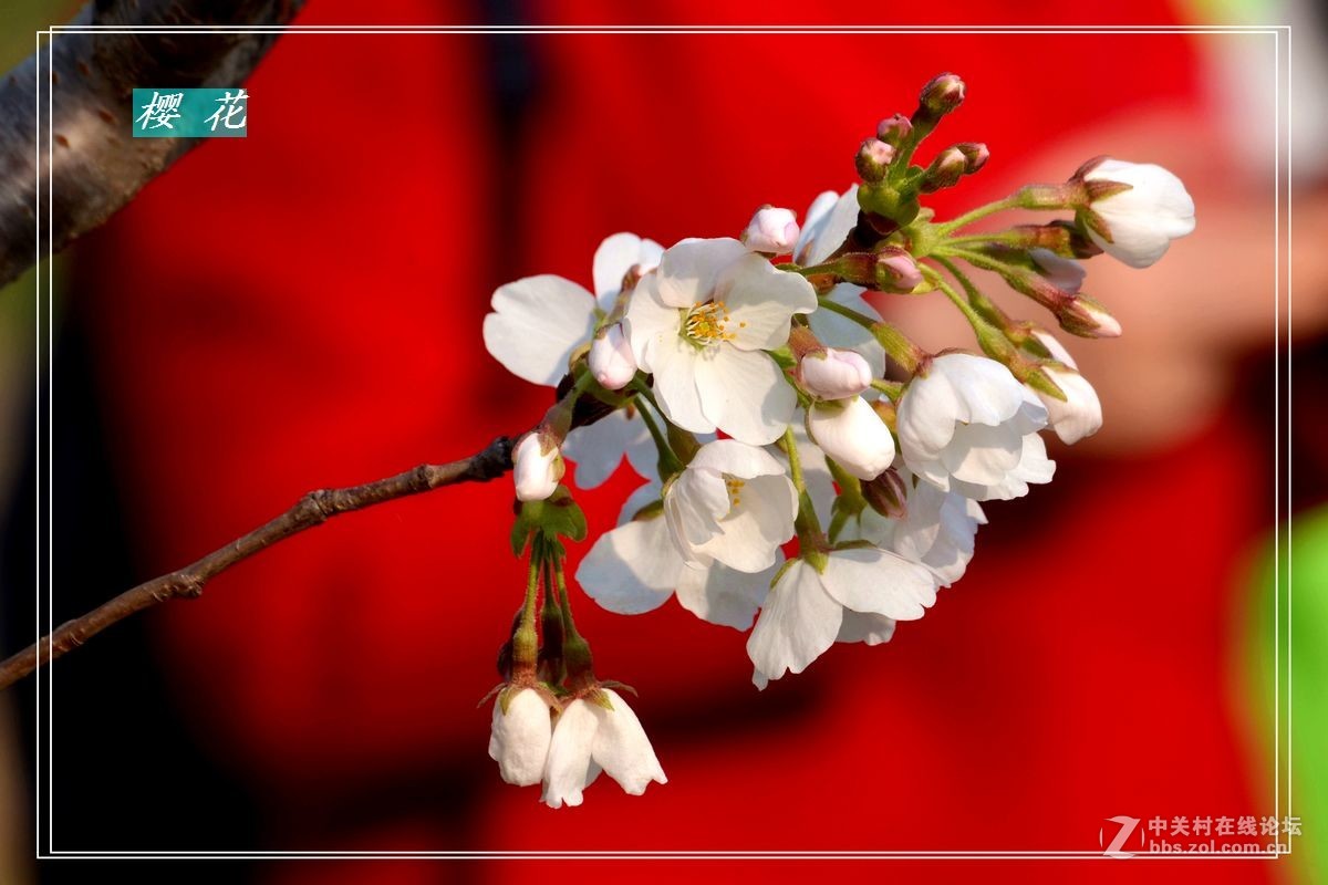 花开——玉渊潭（二）