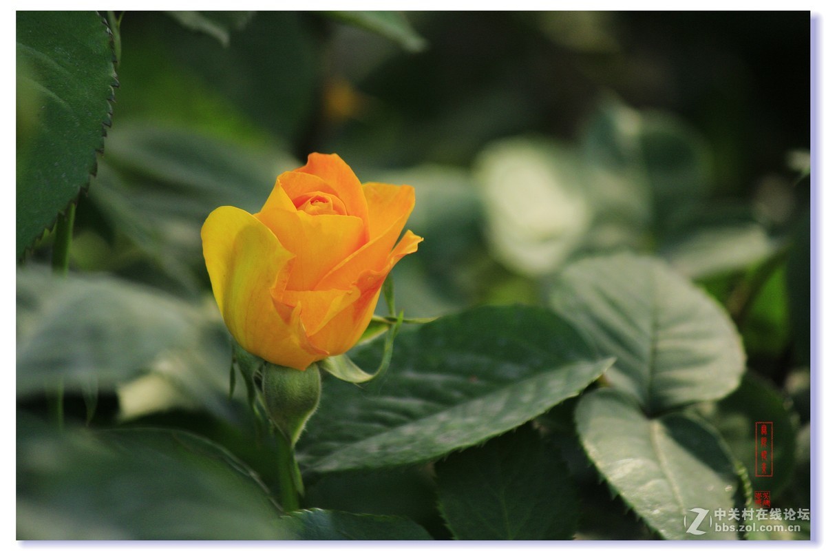 #五一随手拍活动#+月季花吐芳