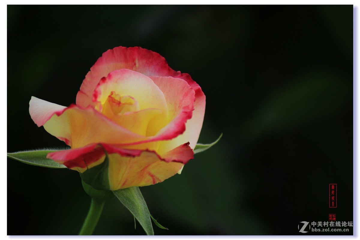 #五一随手拍活动#+月季花吐芳