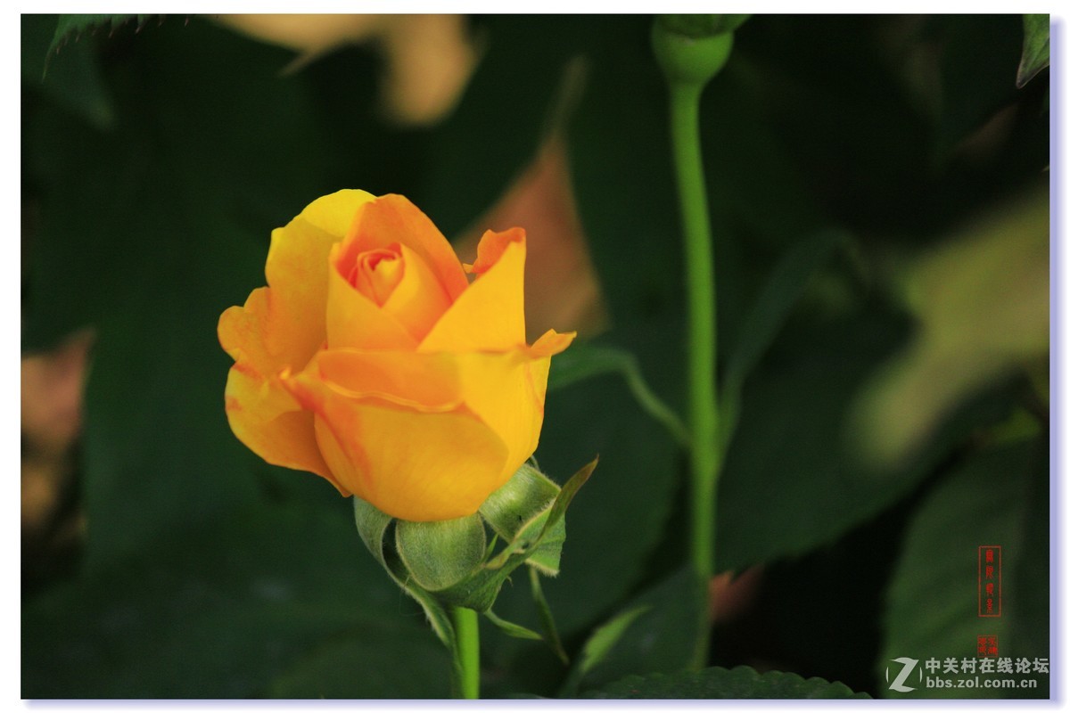 #五一随手拍活动#+月季花吐芳