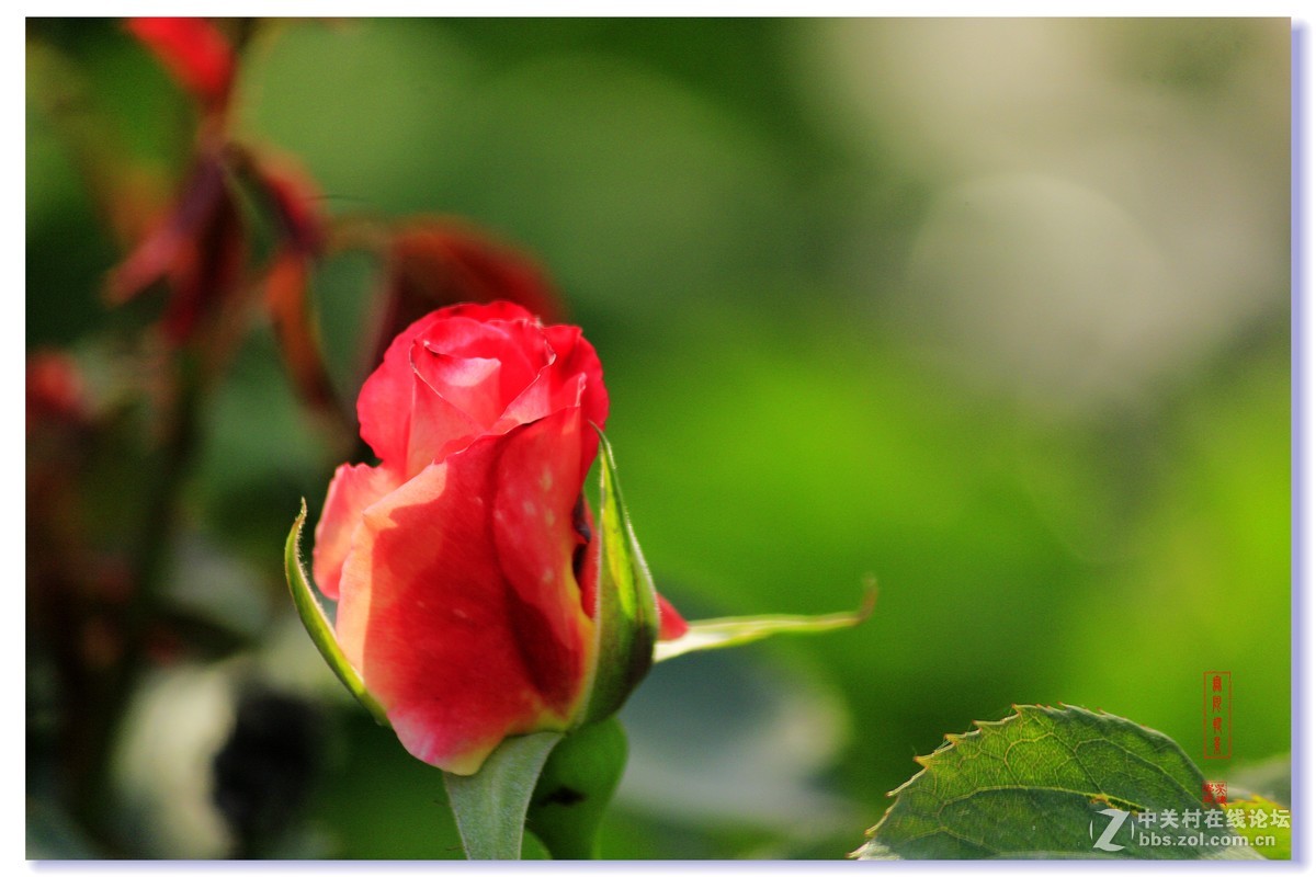 #五一随手拍活动#+月季花吐芳