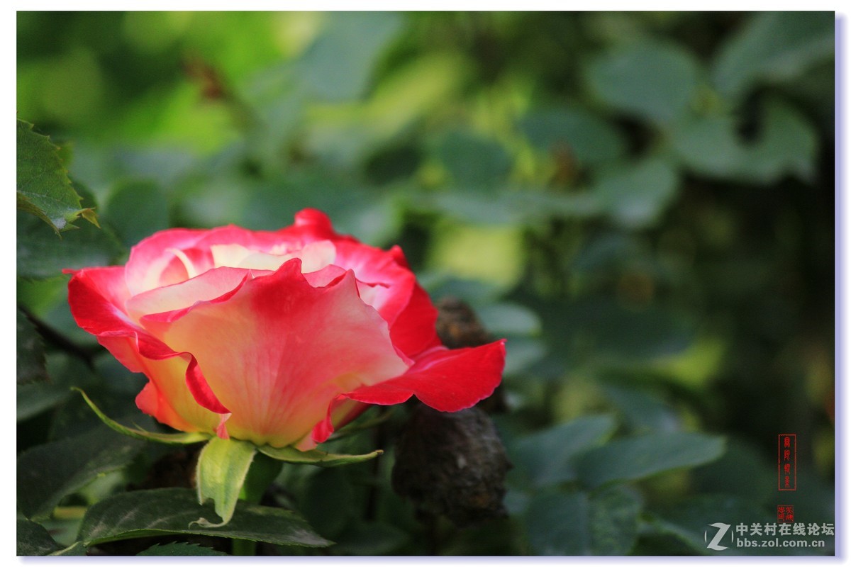 #五一随手拍活动#+月季花吐芳