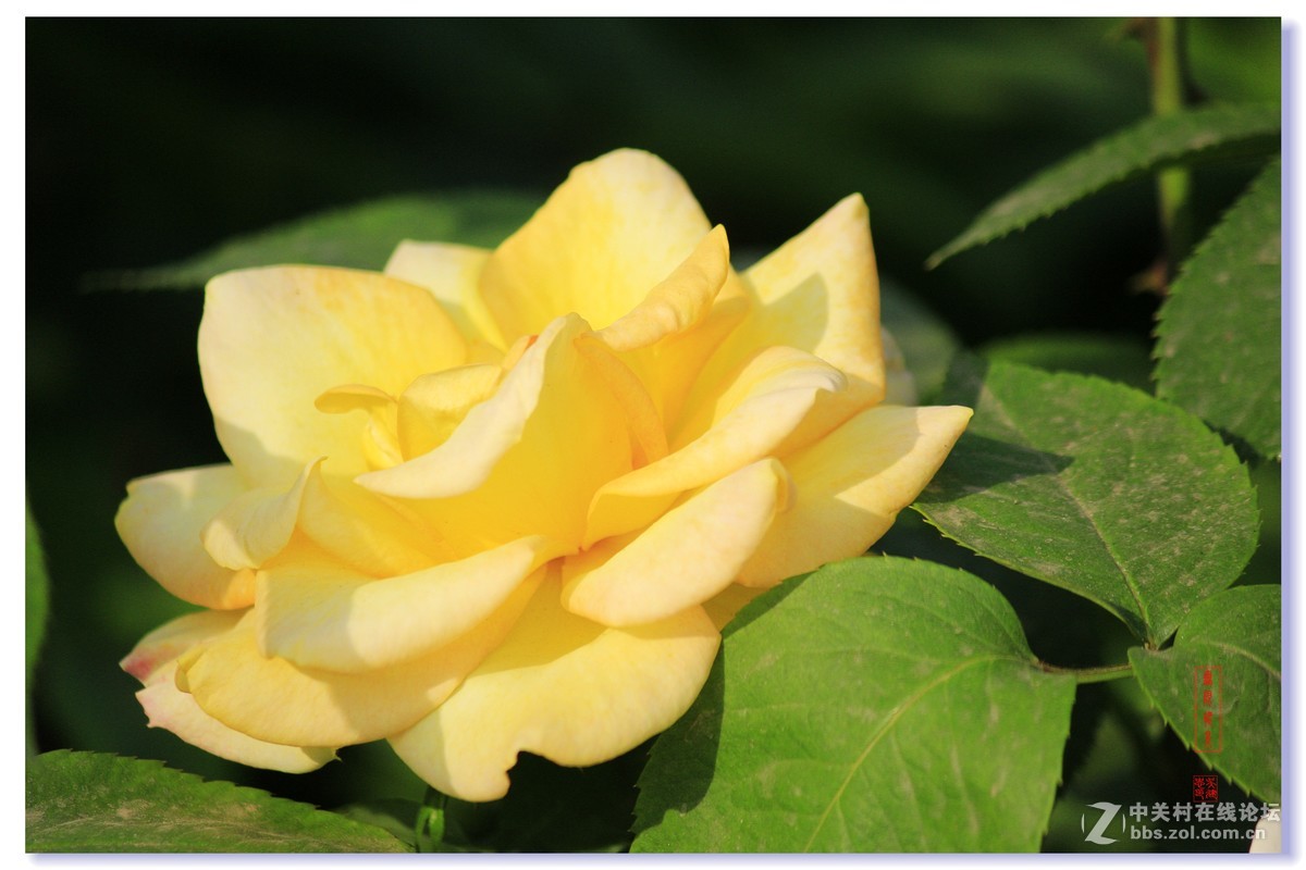 #五一随手拍活动#+月季花吐芳