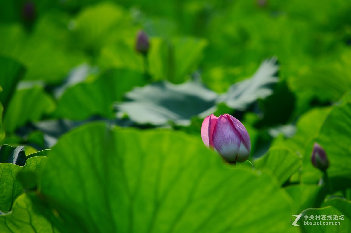 石家庄平安公园拍荷花