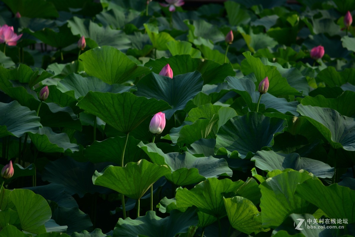 石家庄平安公园拍荷花