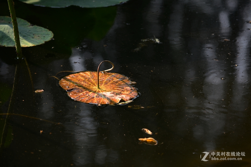 石家庄平安公园拍荷花